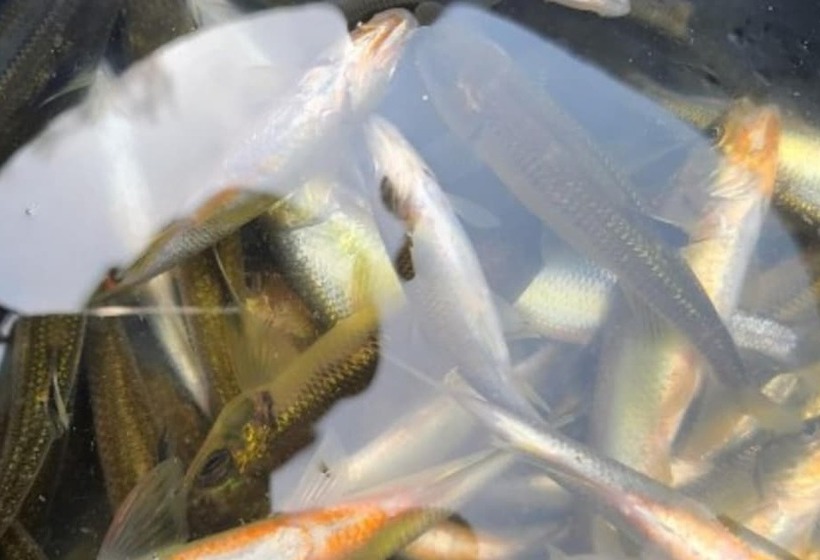 Muju Windmills And Streams Pension