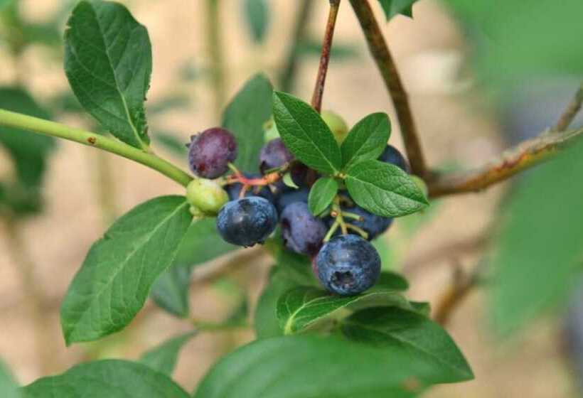 Pansiyon Yangpyeong Sanarae Glamping