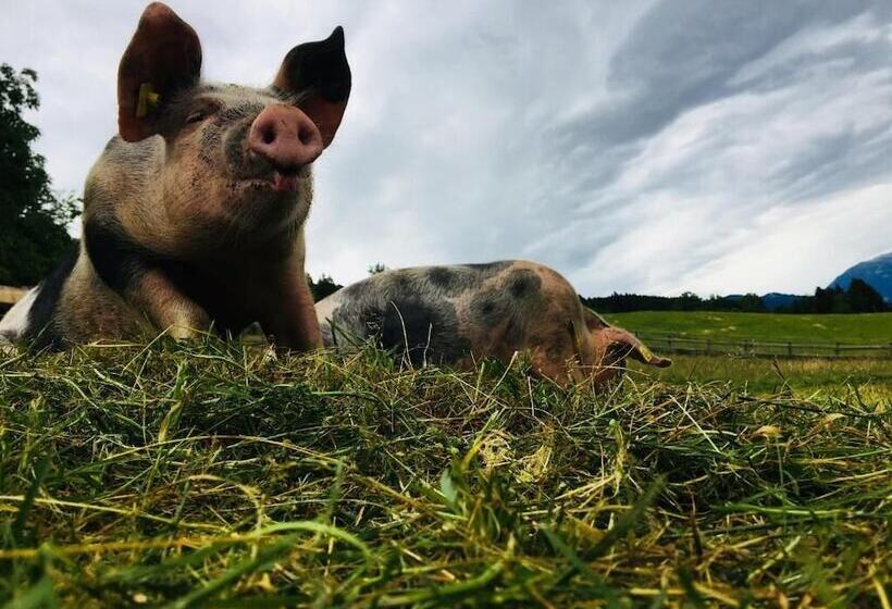 Bauernhof Pension Stauder Vlg. Oberrauter