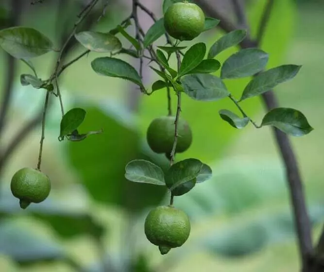 ホテル Inti Kamari Wellness Lodge Retreat Center & Farm