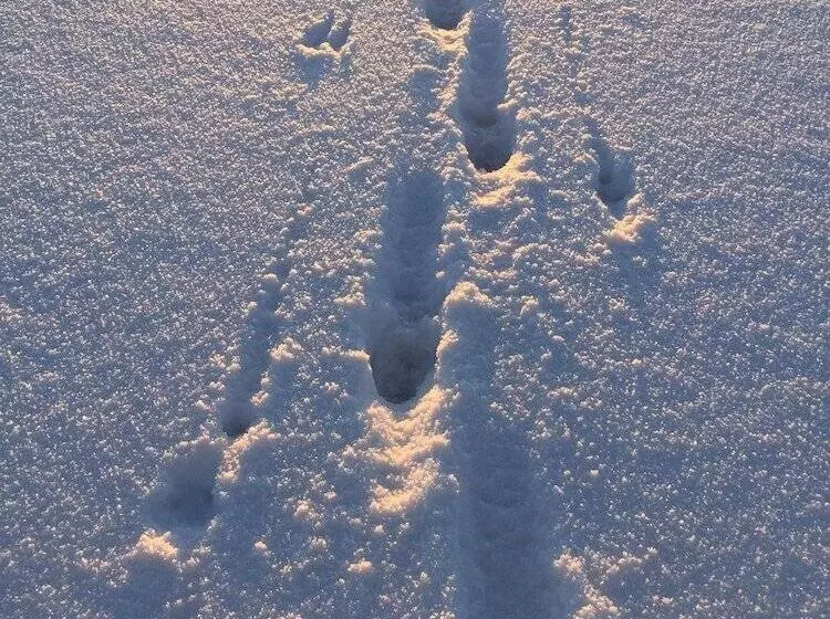 Motelli Lossisaari Tourist Center