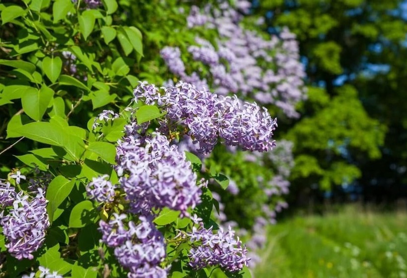 Saka Cliff Hotel & Spa