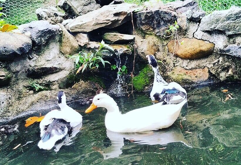 Duck House Hostel