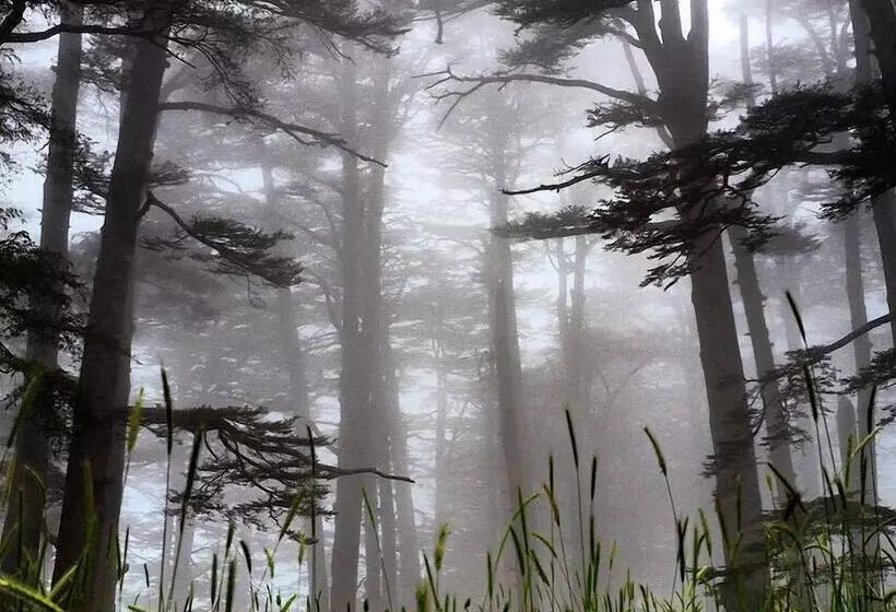 هتل Mountain View Cedars