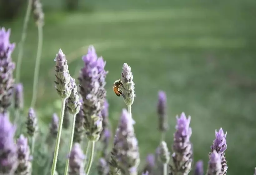Majatalo Cabañas Las Lavandas En Pilar