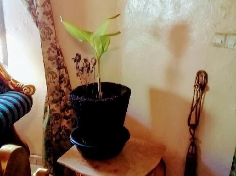 Pensionat Maisons D Hotes Laguiri