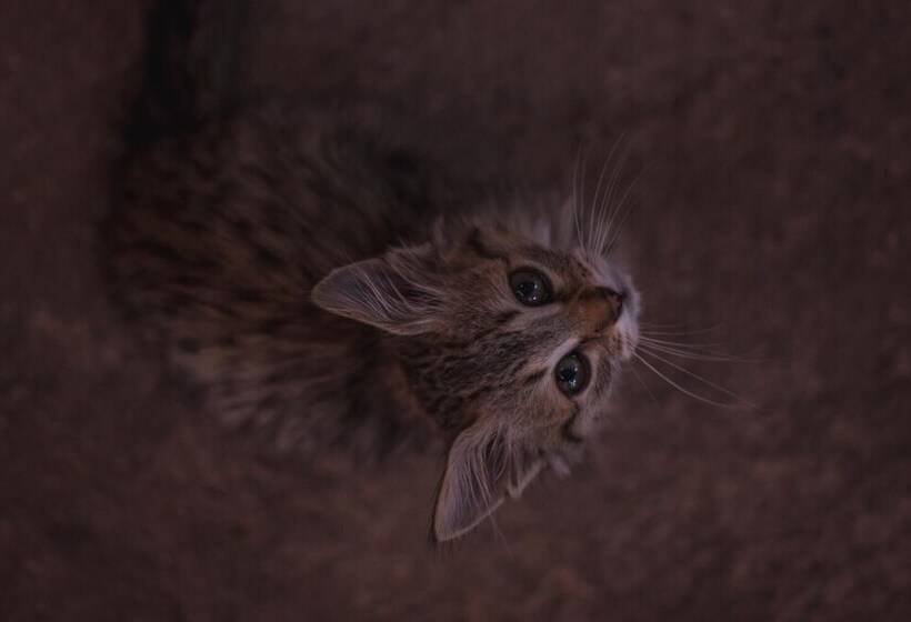 هاستل Pacha Qori Backpackers