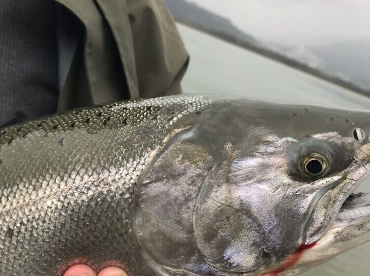 The Fraser River S Edge B&b Lodge