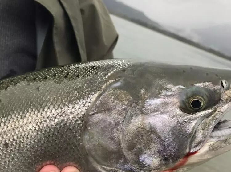 The Fraser River S Edge B&b Lodge