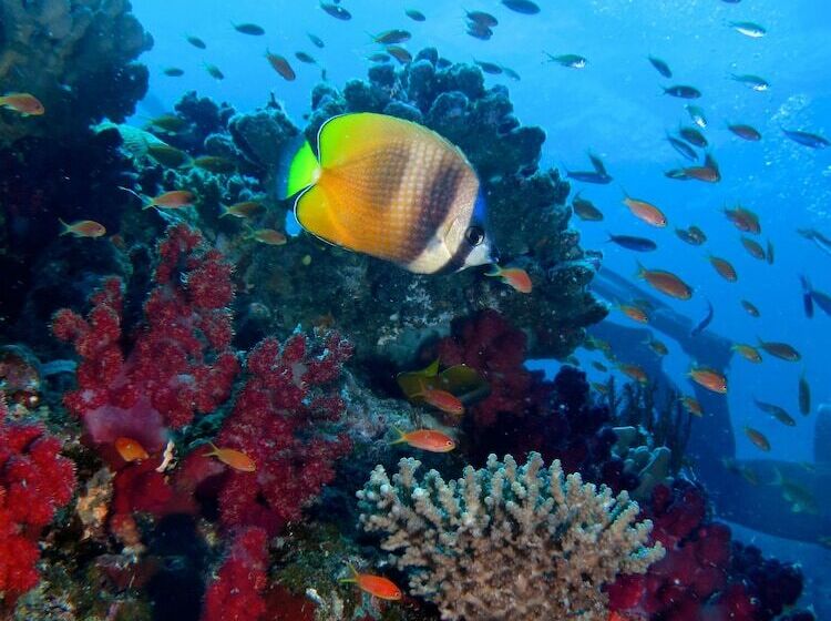 Szálloda Viani Bay Resort At Dive Academy Fiji