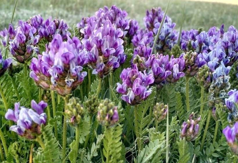 מוטל Little Hiltinns Egm