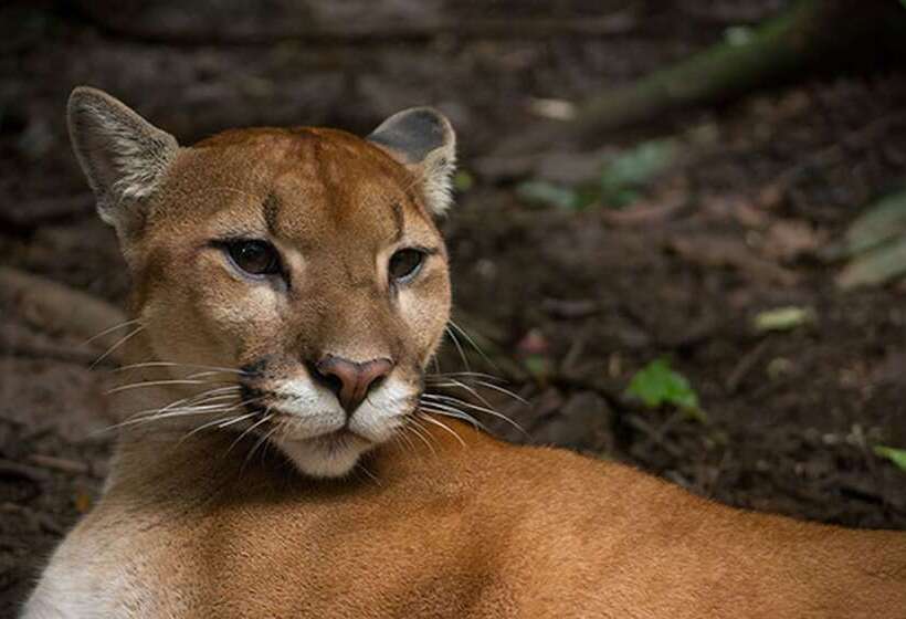 בית מלון כפרי Cypresal