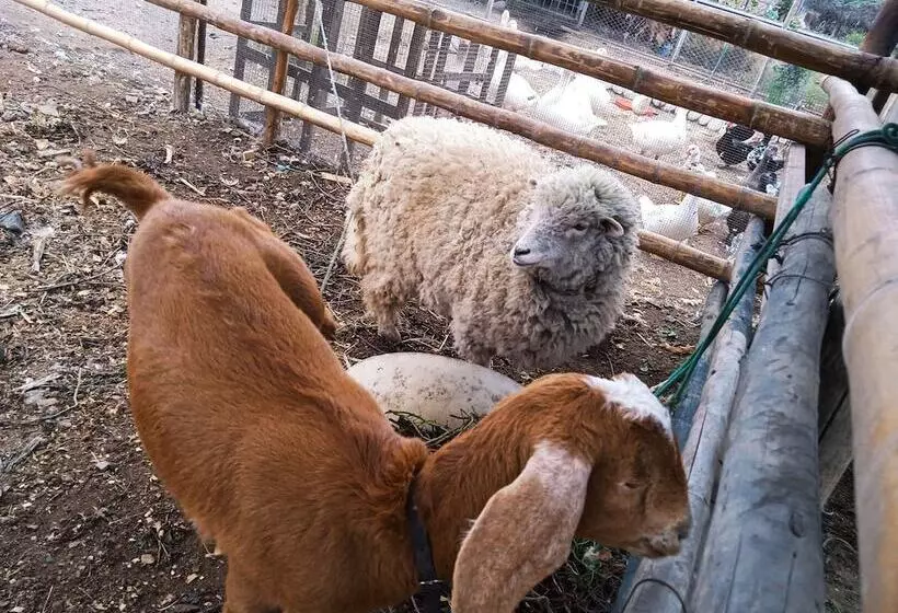 ベッドアンドブレックファースト La Viña De Oscar