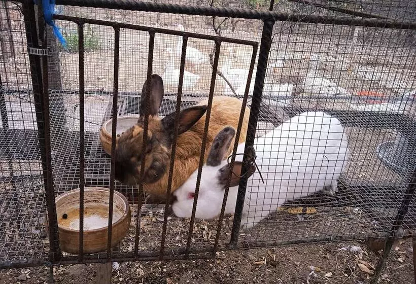 ベッドアンドブレックファースト La Viña De Oscar