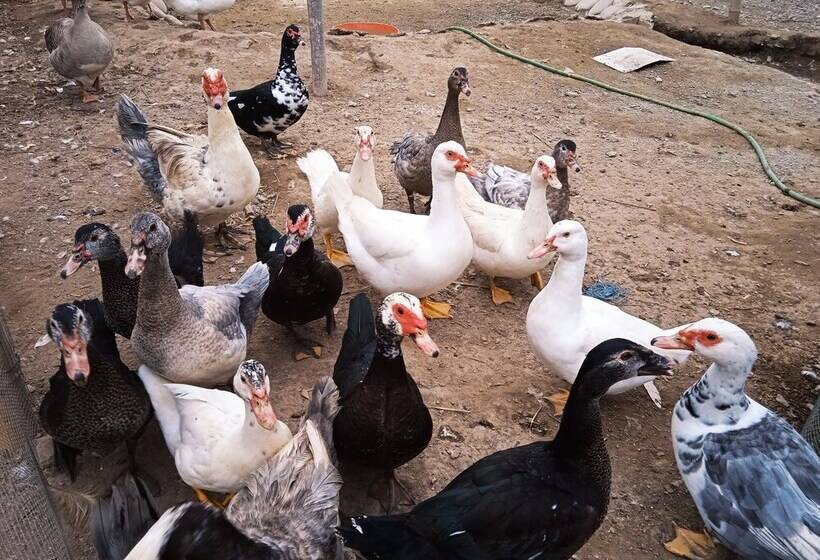 Bed and Breakfast La Viña De Oscar