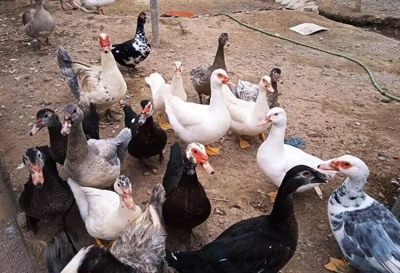 ベッドアンドブレックファースト La Viña De Oscar