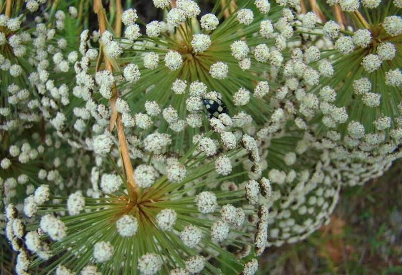 ホテル Pousada Encanto Da Bocaina