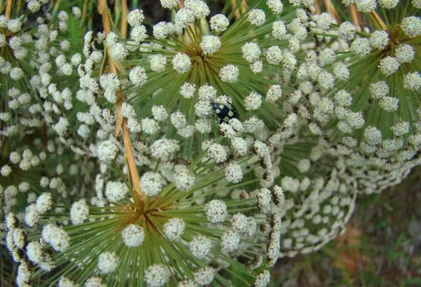 ホテル Pousada Encanto Da Bocaina