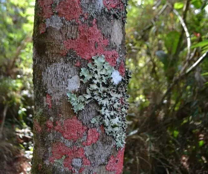 ホテル Pousada Encanto Da Bocaina