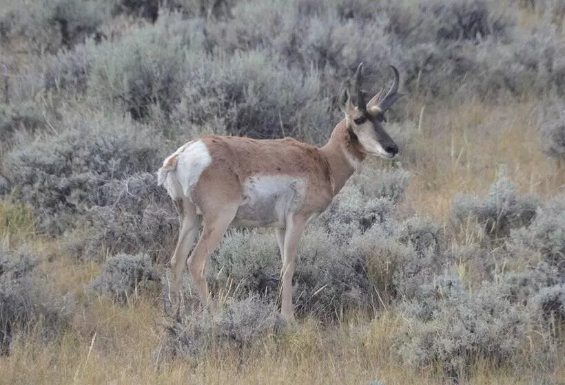 Majatalo Monster Lake Ranch