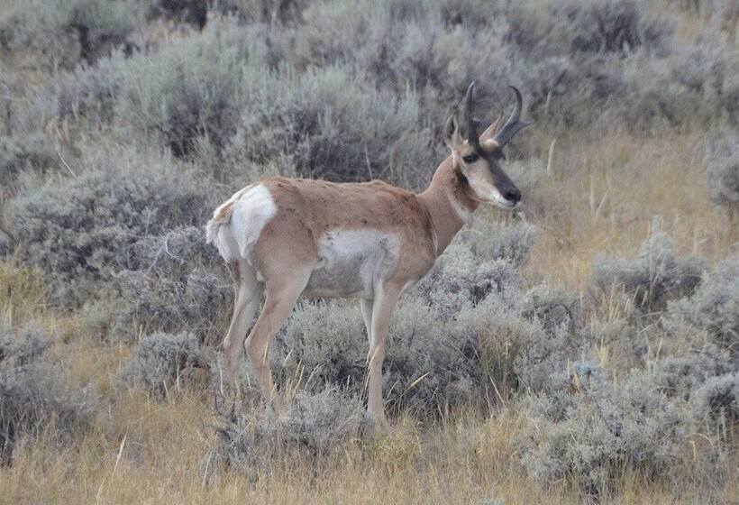 Panzió Monster Lake Ranch
