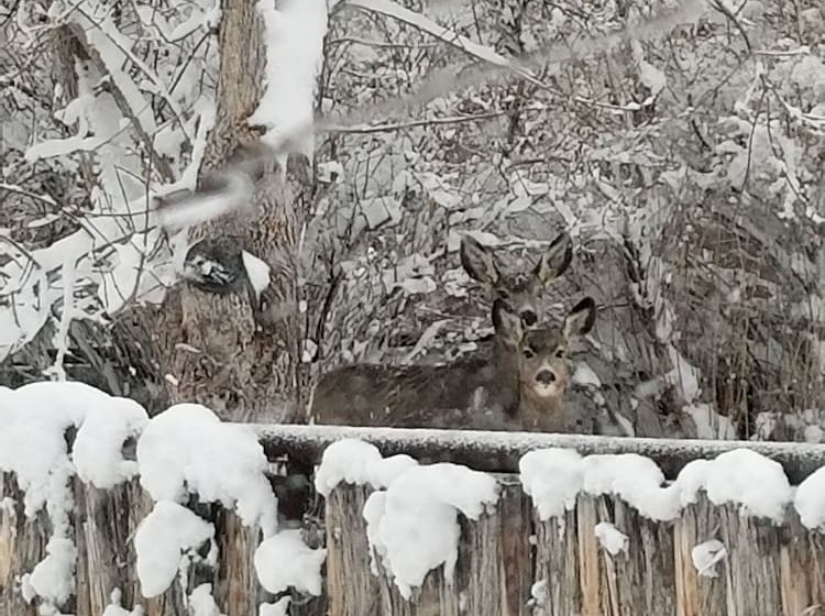Panzió Monster Lake Ranch