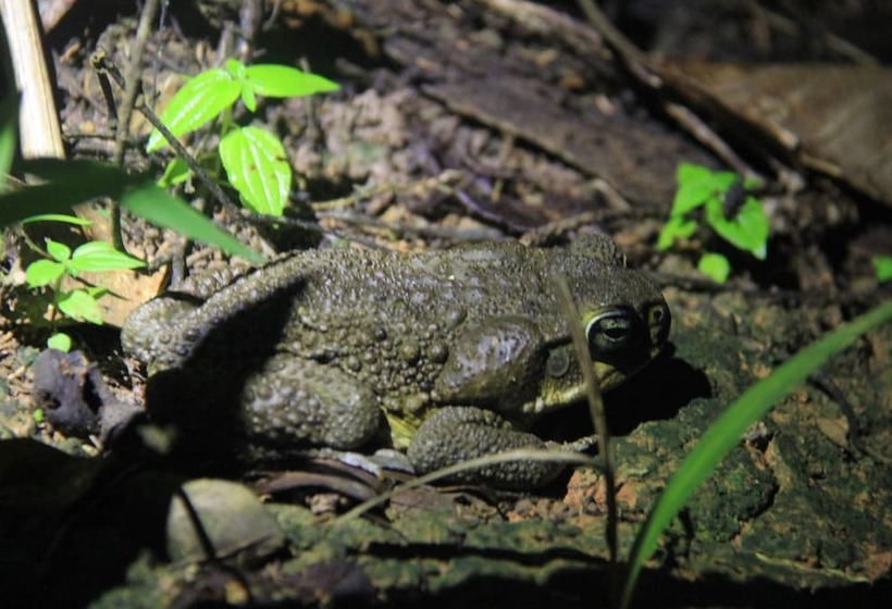 Hotel Green Forest Ecolodge