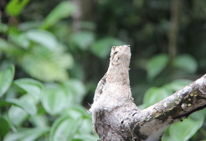 Hotel Green Forest Ecolodge
