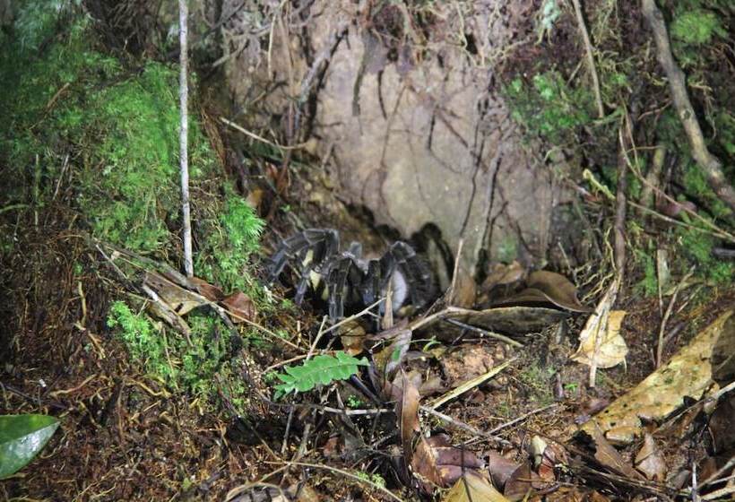 Hotel Green Forest Ecolodge