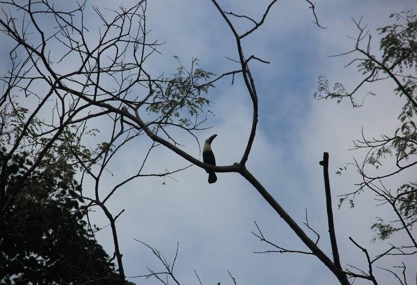 Hotel Green Forest Ecolodge