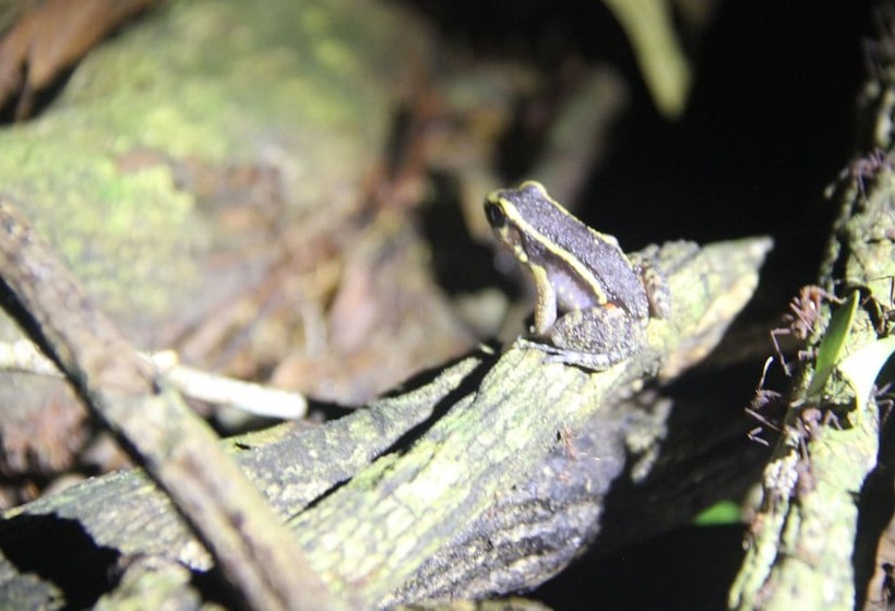 Hotel Green Forest Ecolodge