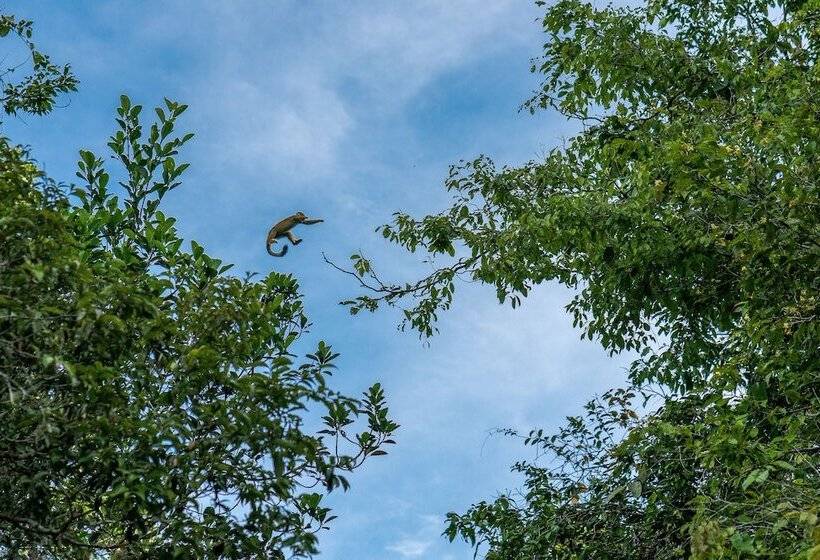 Hotel Green Forest Ecolodge