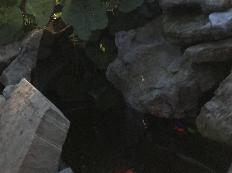 Tenderfoot Cabins & Motel