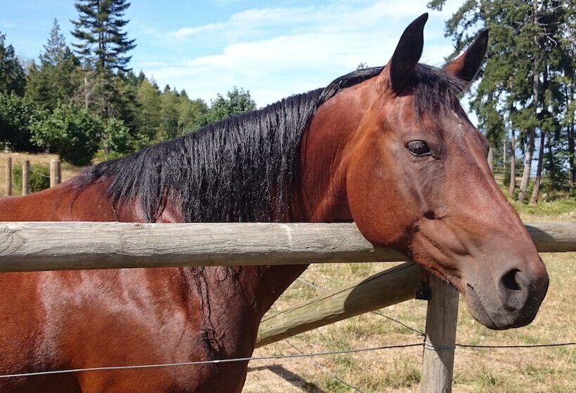 Bed & Breakfast Two Eagles Lodge