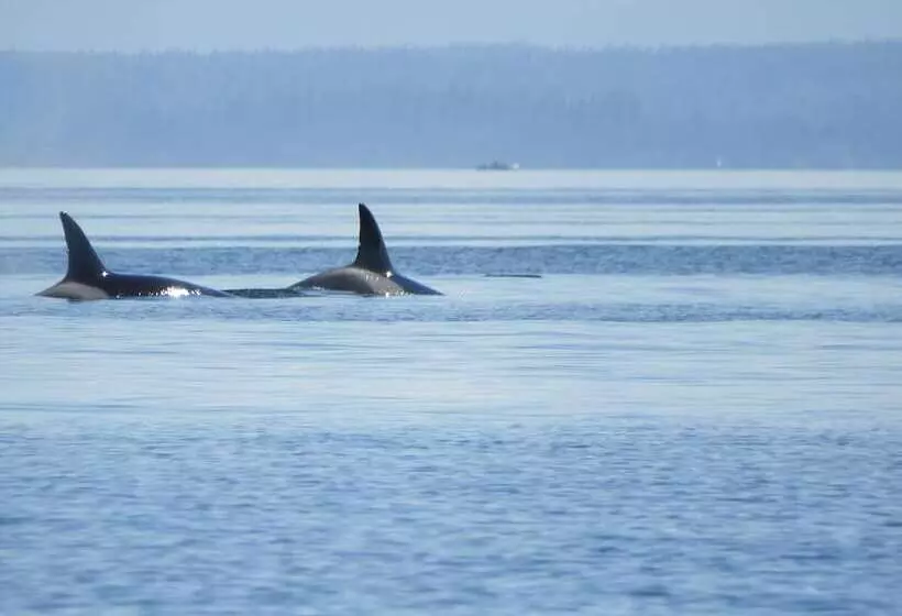 Aamiaismajoitus (B&B) Two Eagles Lodge