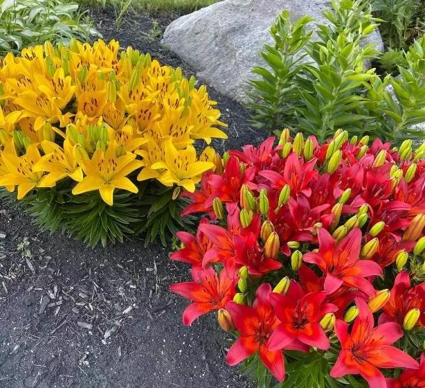 Blueberry Fields B&b