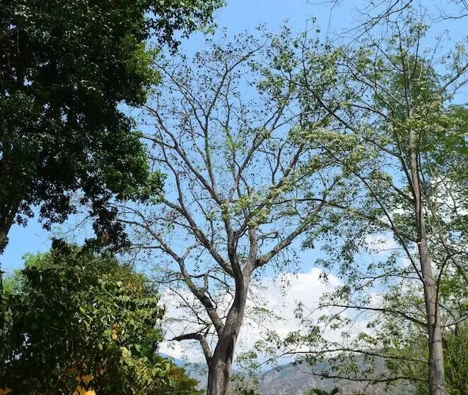 ホテル Hostería Florida Tropical