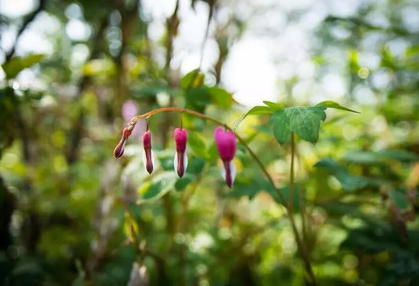 Laura S Bed & Breakfast