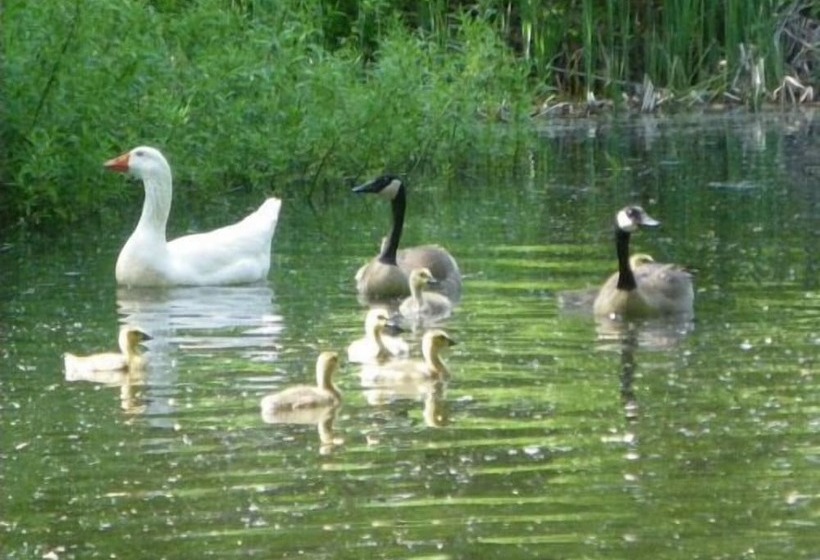 Pension Maple Grove Guest House