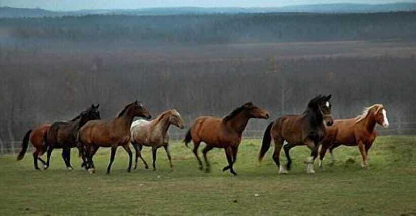 Pensjonat Redneck Korner