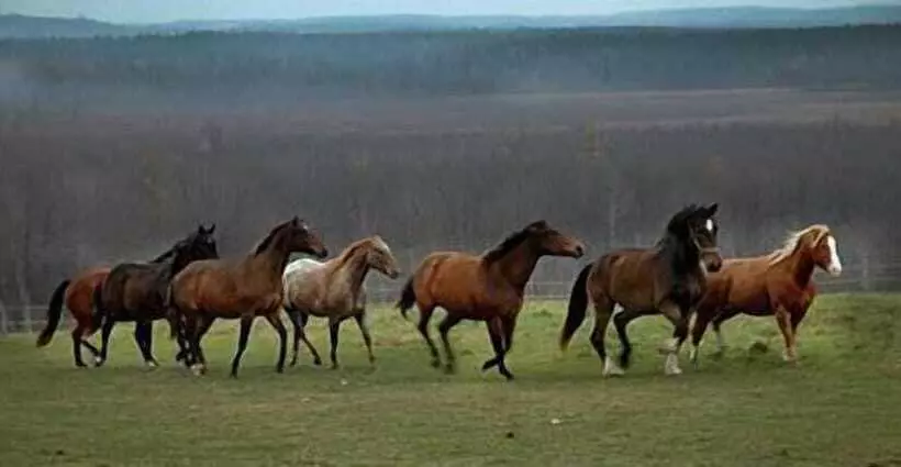Majatalo Redneck Korner