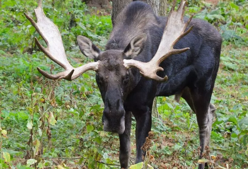 The Poland Spring Resort