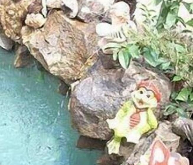 پانسیون Country