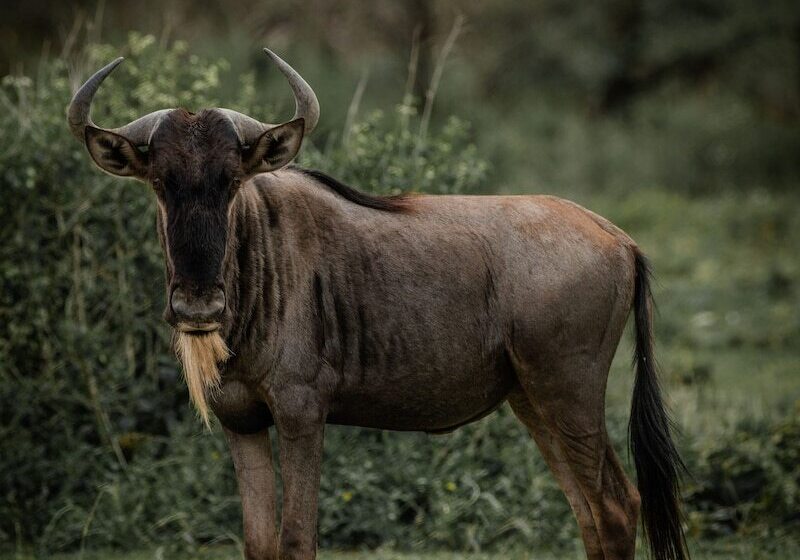 فندق Angata Ngorongoro