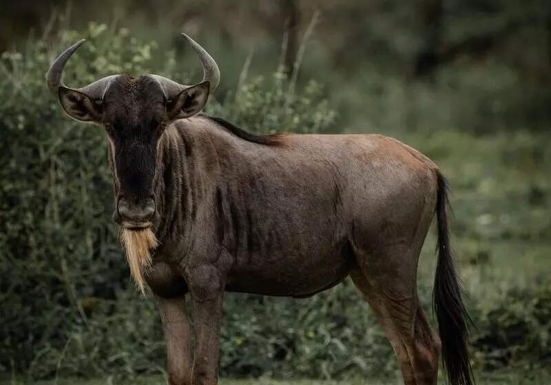 ホテル Angata Ngorongoro