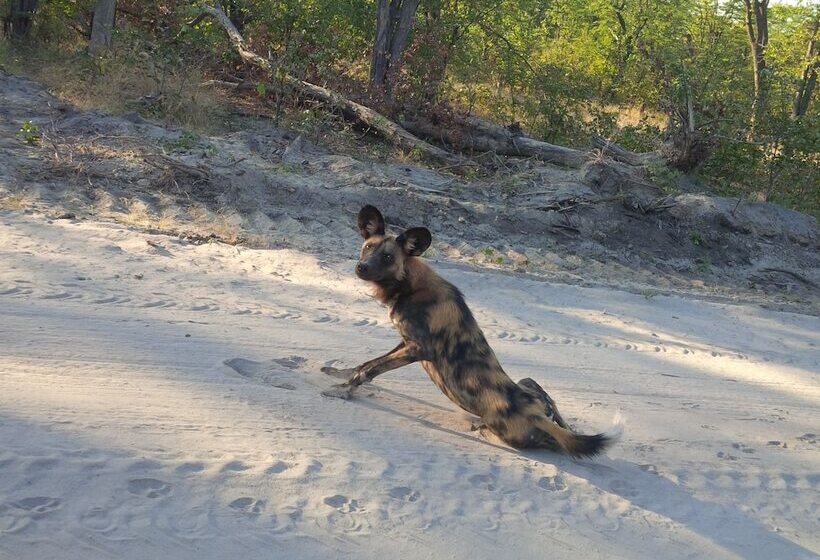 Отель Sedudu Mobile Camp