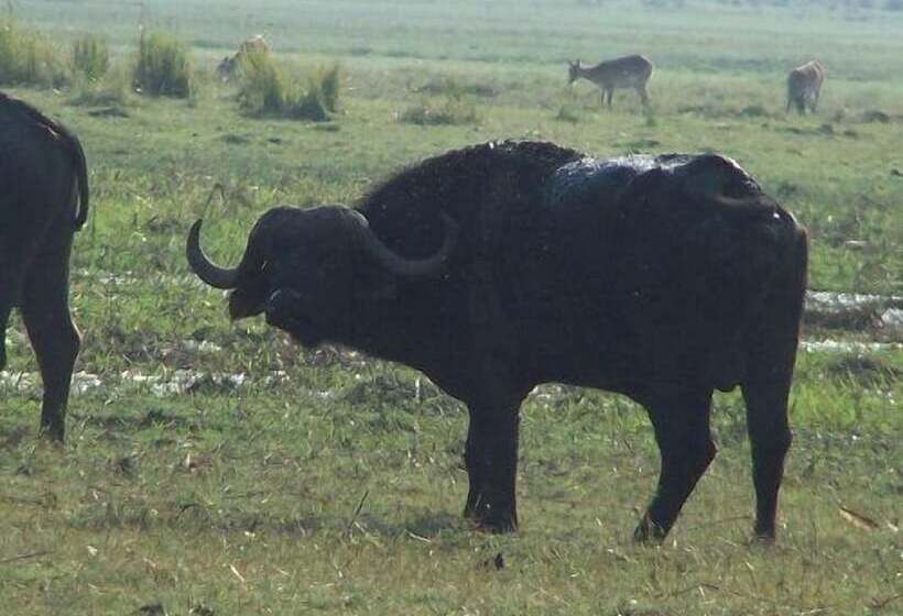 Отель Sedudu Mobile Camp