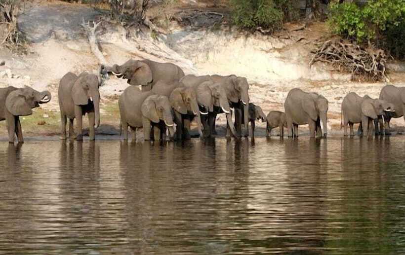 Отель Sedudu Mobile Camp