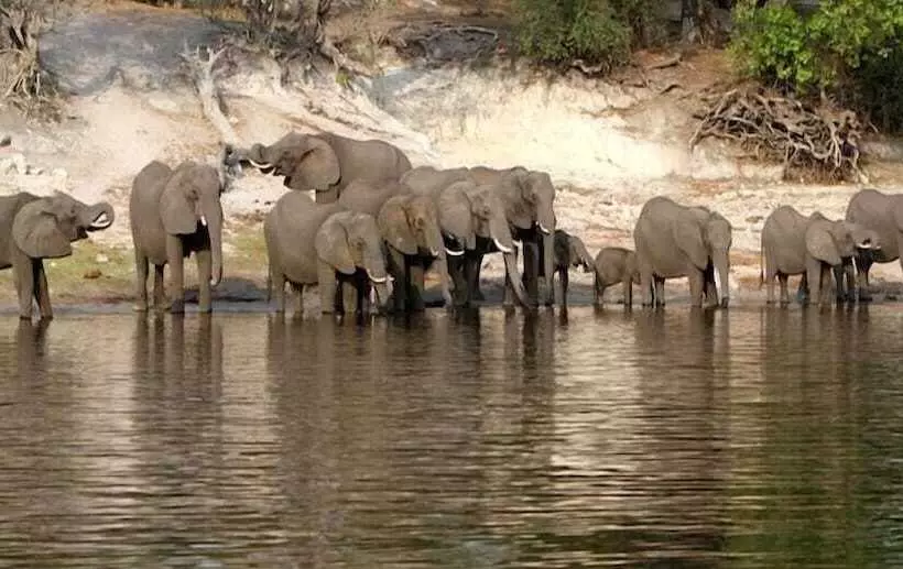 هتل Sedudu Mobile Camp