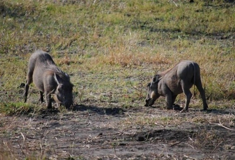 Отель Sedudu Mobile Camp